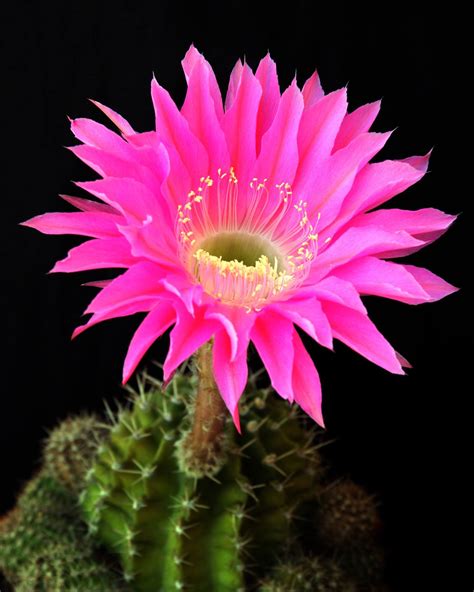 Learn about Nature | Cactus Flower - Learn about Nature