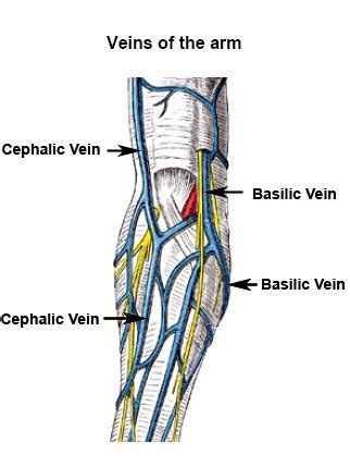 Basilic Vein Amazing Collection Cephalic Median Cubital Axillary ...