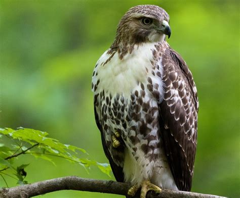 9 Species of Hawks in Ohio (With Pictures & Info) - Optics Mag