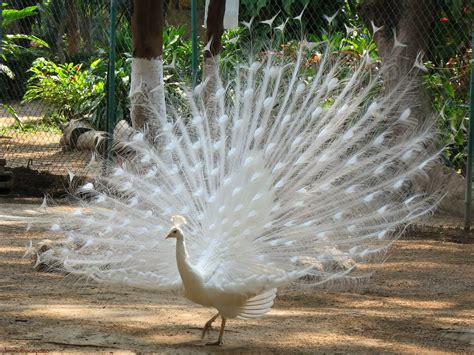 Indian National Bird Peacock Free Wallpapers - Everything 4u