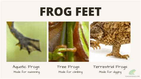 Frog Toes