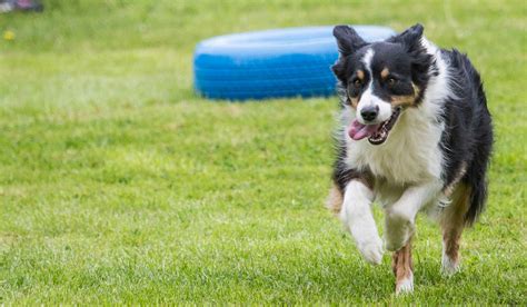 How to Train Your Border Collie Dog to Run Agility | Wag!