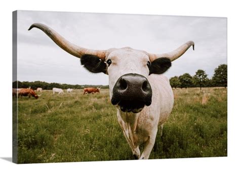 Longhorn decor art print or longhorn canvas print. Western | Etsy in ...