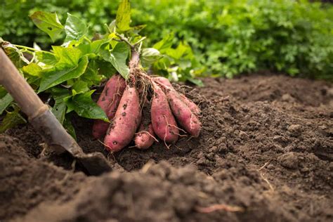 Growing Sweet Potatoes in Raised Beds