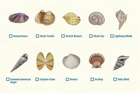 Guide to Navarre Seashells - Navarre Beach | Florida's Most Relaxing Place