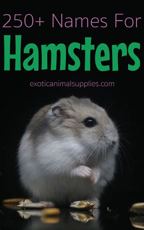 Pin on Hamsters