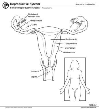 Parts Of Ovary Of Female