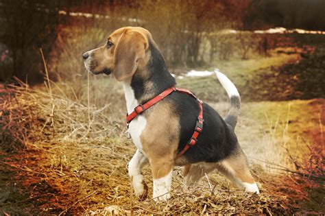 The beagle personality—what to watch for