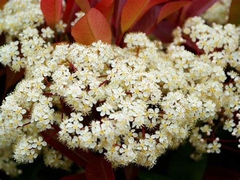 Photinia (Photinia x fraseri): Types, How To Grow and Care | Florgeous