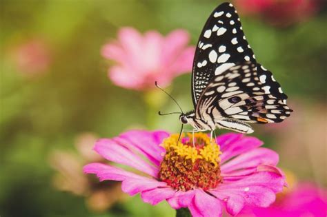 Butterflies Pollination Explained - What Flowers do They Like?