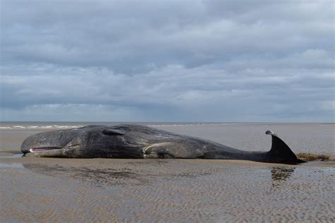 Beached Whale image - Free stock photo - Public Domain photo - CC0 Images