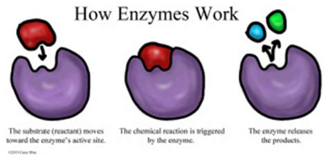 Enzymes - Cellular Life Processes