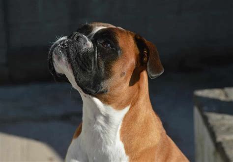 Boxer Dog Obedience Training 1-2-1 Home Visits in South Yorkshire