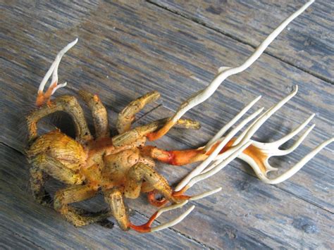 Tarantula infected with Cordyceps, a genus of ascomycete fungi (sac ...