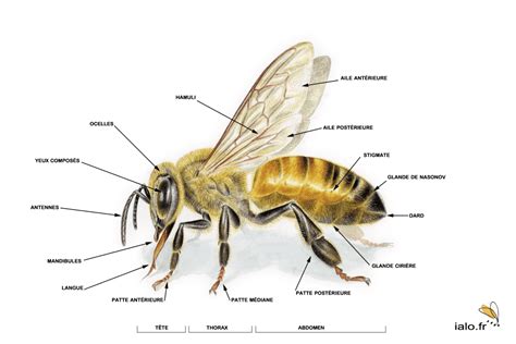 Biologie externe de l'Abeille | Mes Ruches pour les Abeilles