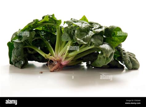 Spinach Plant High Resolution Stock Photography and Images - Alamy