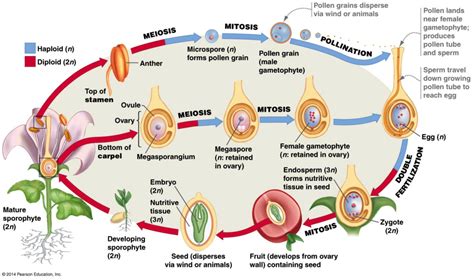 Pinophyta Life Cycle