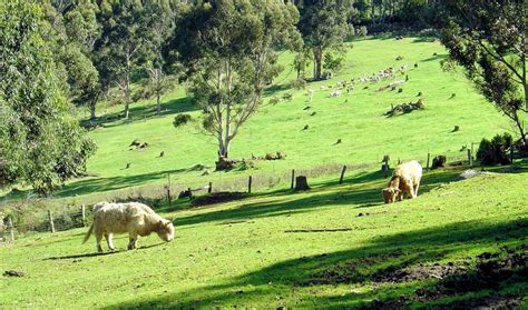 Alpaca Farm 2 Free Photo Download | FreeImages