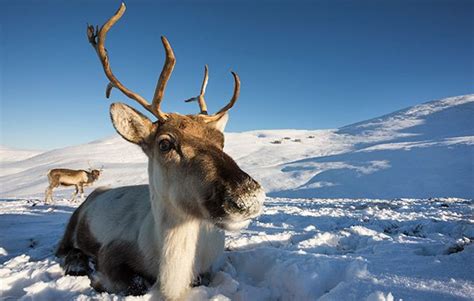 10 brrr-illiant reindeer facts! - National Geographic Kids