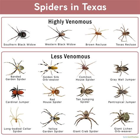 Spiders in Texas: List with Pictures