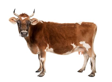 Premium Photo | Brown jersey cow on a white isolated