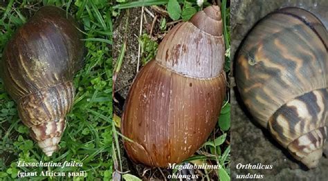 Giant African snail invasion - Trinidad and Tobago Newsday