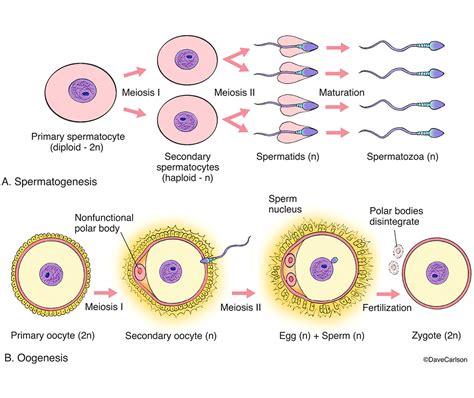 Spermatogenesis & Oogenesis | Carlson Stock Art