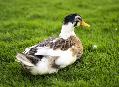 Duck | Pato | Diego Cambiaso | Flickr