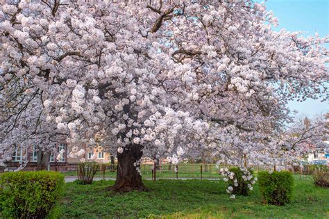 How to Grow Yoshino Cherry Trees (Prunus × yedoensis)