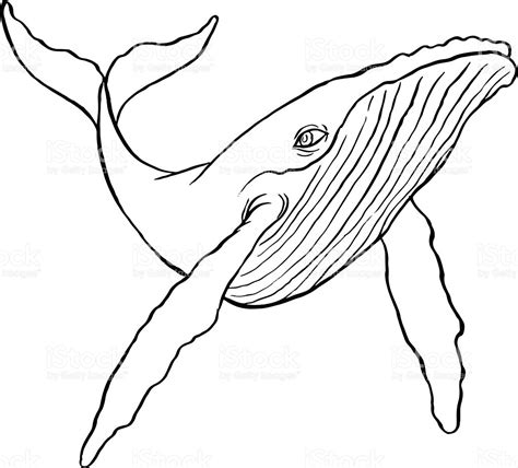 Humpback Whale Drawing at GetDrawings | Free download