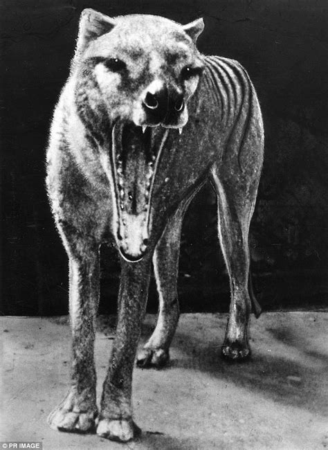 Extinct Tasmanian Tigers sighted in Queensland's Cape York | Daily Mail ...