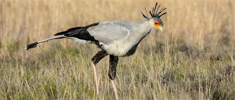 Wildlife in Sudan - Types of Sudanese Animals - A-Z Animals