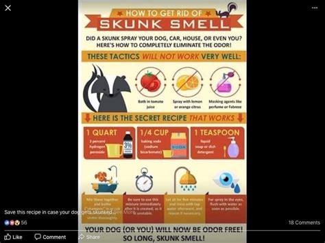 How to get rid of skunk smell | Getting rid of skunks, Skunk smell ...