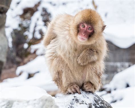 2018 Winter Wildlife Tour of Japan | Japanese Snow Monkeys | Japan ...