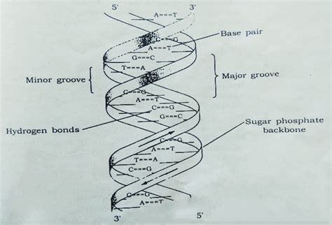 Structure of Nucleic acids DNA & RNA ~ Biotechfront