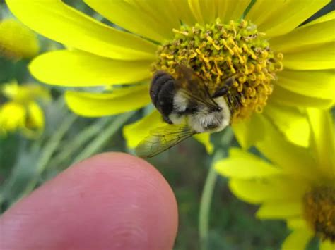 Attracting Bees To Your Garden: 10 Helpful Tips + A List Of Plants That ...