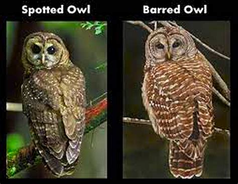 Barred Owl vs Spotted Owl – Our RV Adventures