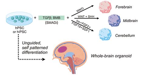 What are Brain Organoids?- CUSABIO