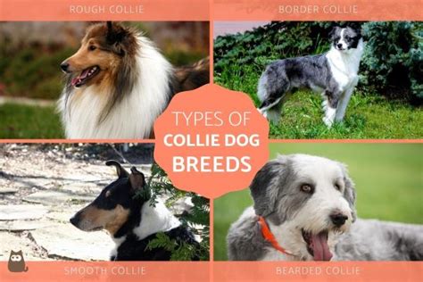 Types of Collie Dog Breeds - Complete List with Photos