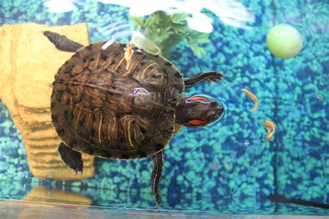 Classroom pets | News, Sports, Jobs - Marietta Times