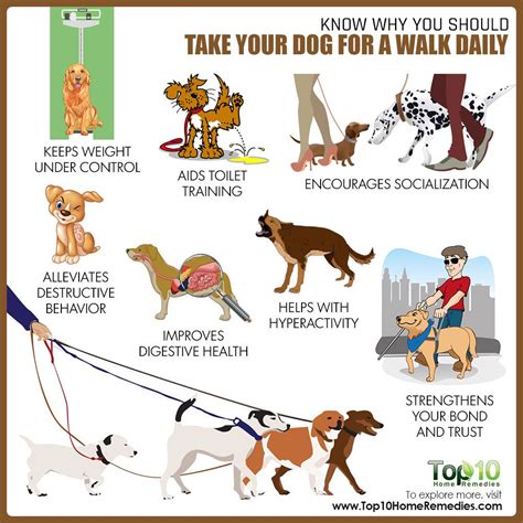 How a Daily Walk Will Improve Your Dog’s Health and Behavior | Top 10 ...