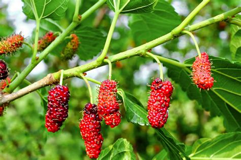 How to Grow and Care for Red Mulberry