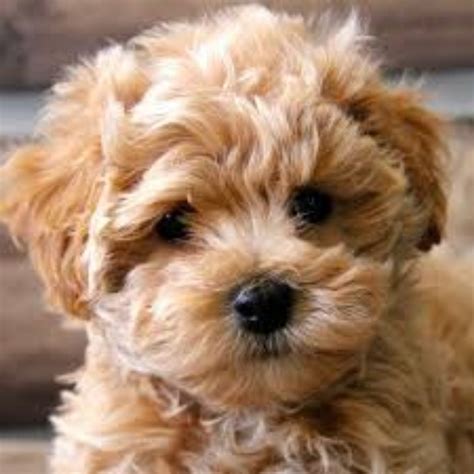 Maltipoo Dog Breed Information, Images, Characteristics, Health