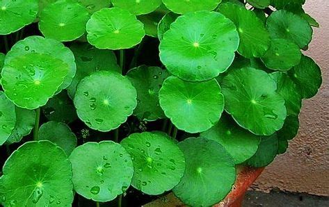 Ayurvedic Plants – Top 10 Easy To Grow Ayurvedic Herbs For Your Garden ...