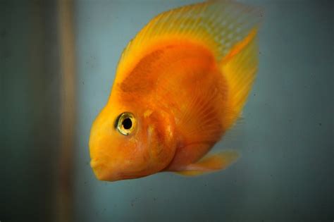 Parrot Fish Care Guide - FISHYCARE.COM