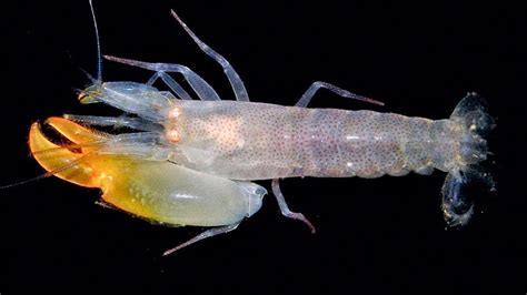 Beetle Boy's BioBlog: Species of the Week: Pistol Shrimps