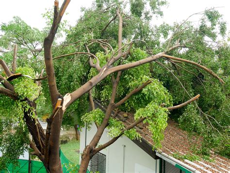 Learn More About Storm Damage Tree Repair