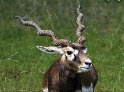 Woman attacked by wild antelope succumbs to death - MyJoyOnline