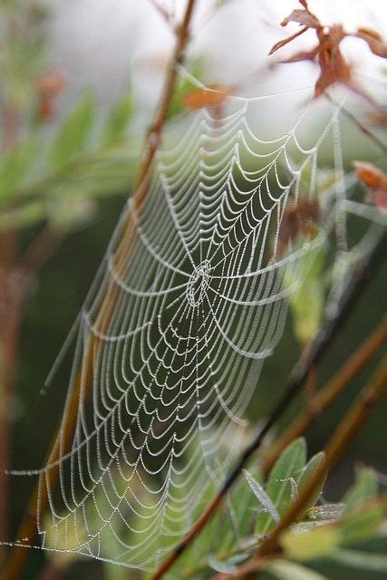 Spider web, Patterns in nature, Spider art