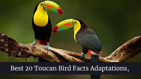 Best 20 Toucan Bird Facts, Adaptations, Behavior - Zoological World ...